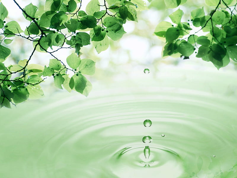 Leaves And Water Drop, leaves, water, green, drop, nature, HD wallpaper