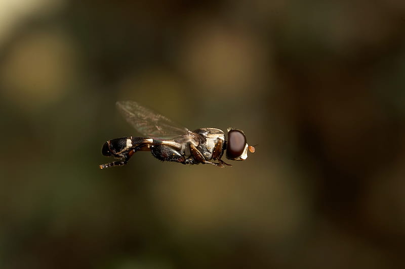 The Fly, bug, fly, flight, insect, nature, HD wallpaper