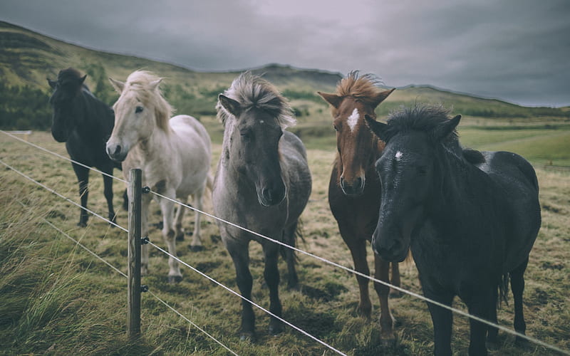 horse, pasture, field, Ireland, black horse, gray horse, HD wallpaper