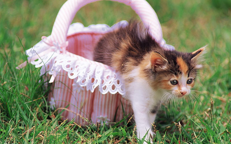 Meow cat-a basket of kittens, HD wallpaper