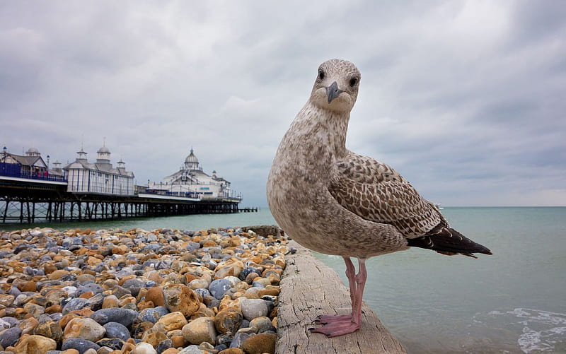 eastbourne, beach, herring gull, england, HD wallpaper