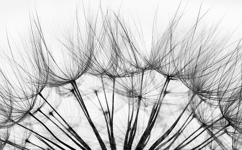 Dandelion Seeds Macro Black and White Ultra, Black and White, Creative, Flower, Green, White, Black, High, Wind, Contrast, graphy, Plant, Macro, Delicate, Ball, Puff, Collection, , Seed, Sharp, Soft, samsung, Minimalism, Seeds, Minimal, Minimalistic, blackandwhite, samsungnx, highkey, samsung60mmf28, fragile, 60mm, dandellion, nx20, samsungnx20, HD wallpaper