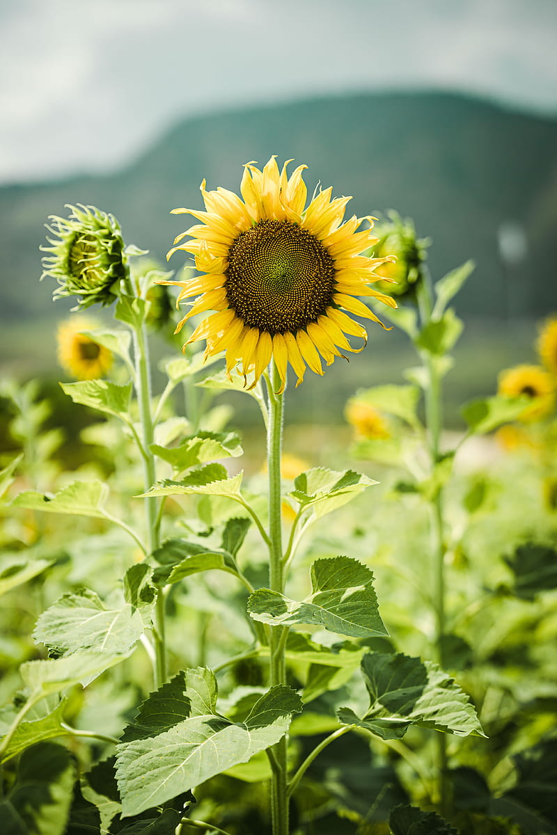 sunflowers, flowers, plants, stems, HD phone wallpaper