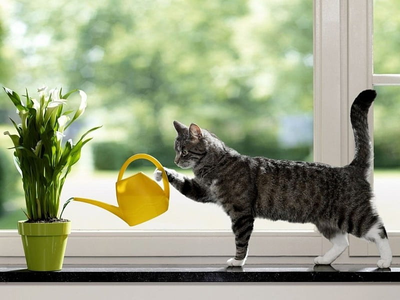 A Cat Watering Plants, doing, house, cat, holds, HD wallpaper