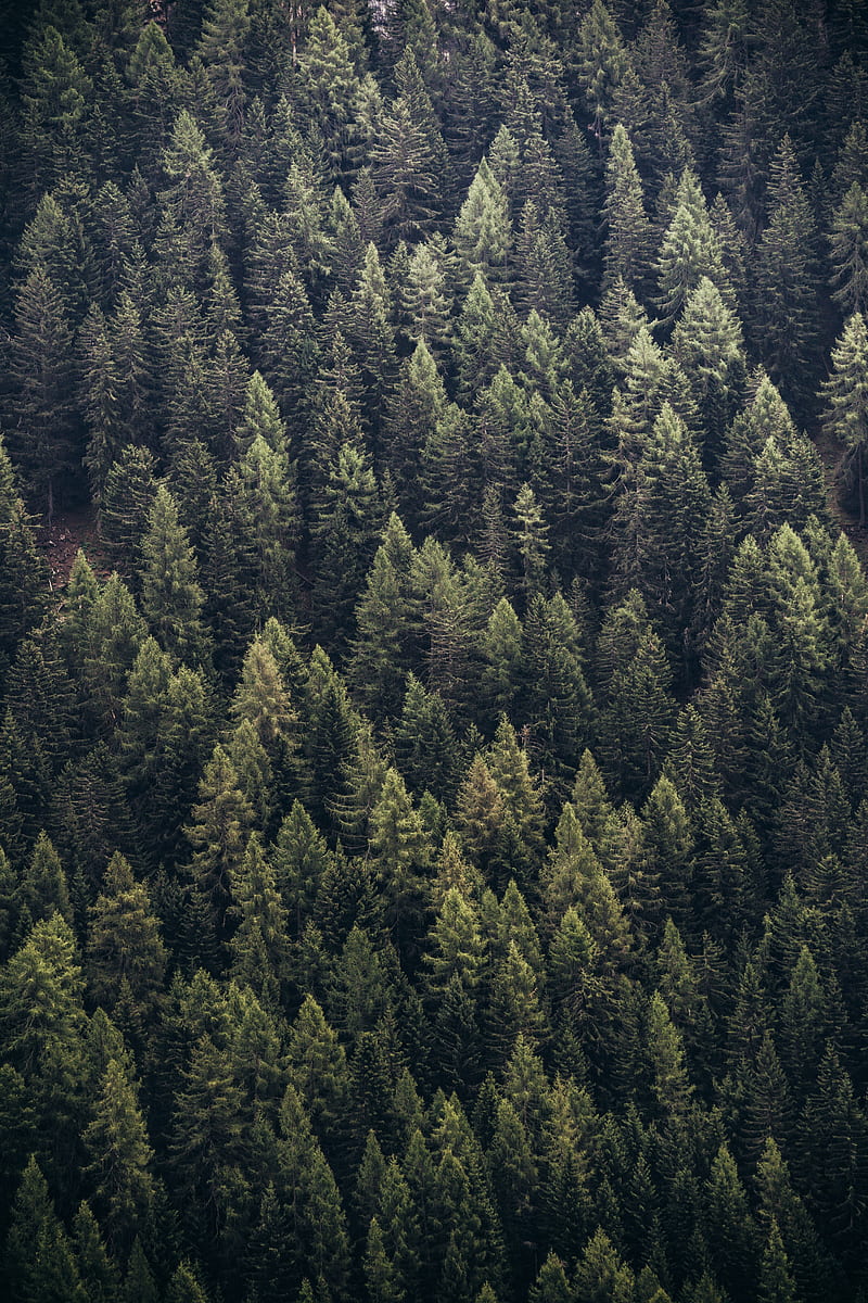 forest, trees, aerial view, needles, pines, HD phone wallpaper
