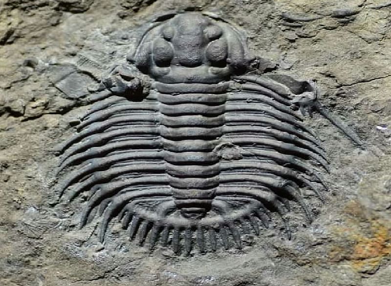Trilobite fossil, fossil, rock, Trilobite, Animals, marine animals, zoology, HD wallpaper