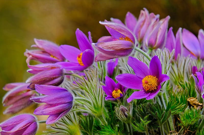 Nature, Flower, , Primrose, Purple Flower, HD wallpaper