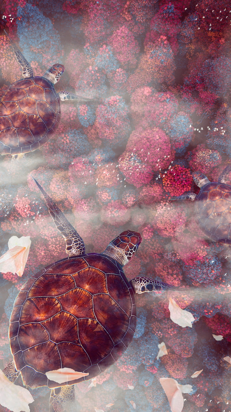 turtles, turtle, sea turtles, underwater world, wildlife, HD phone wallpaper