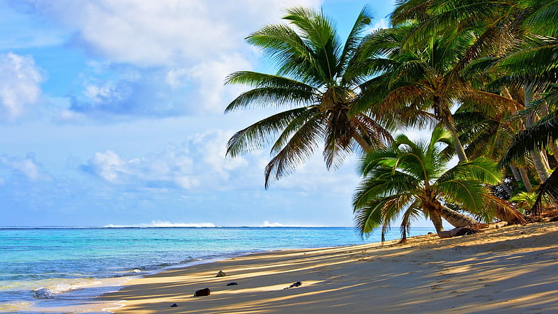 Coconut Palms On The Beach, Cook Islands, travel, morning view, bonito ...