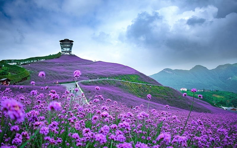 Verbena Field (Tongzi, Guizhou Province, China), verbena, mountains, flowers, clouds, pink, field, Nature, HD wallpaper