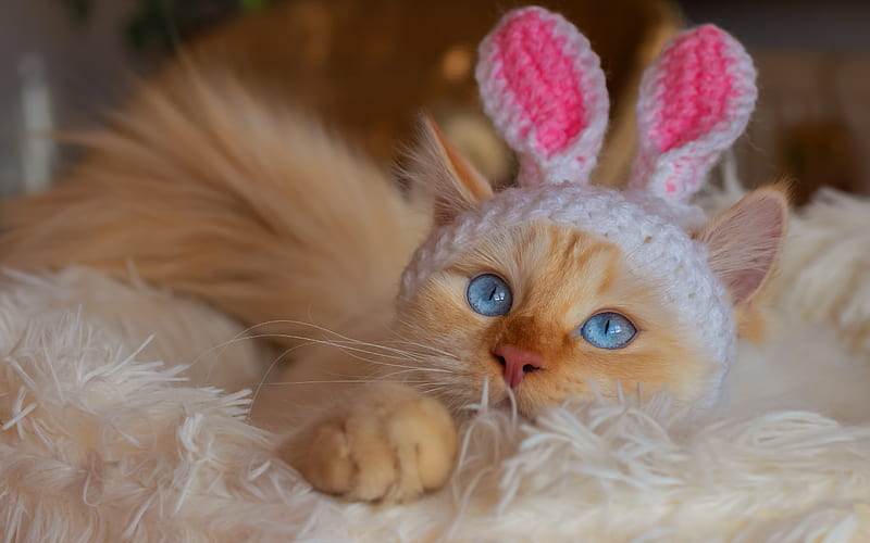 :), cute, rabbit, ears, easter, bunny, cat, pisici, animal, blue eyes, HD wallpaper