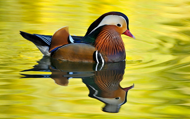 Male Mandarin Duck, Reflection, Animal, Duck, Birds, HD wallpaper
