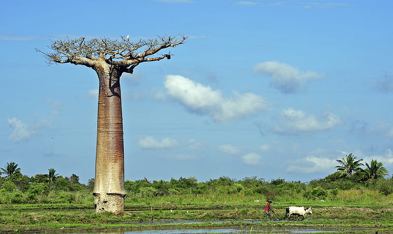 Baobab tree, Grandidiers baobab tree, Baobab Alley, Madagascar, Morondava,  HD wallpaper | Peakpx