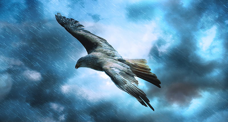 Adler Raptor Eagle , eagle, birds, predator, adler, raptor, graphy, rain, HD wallpaper