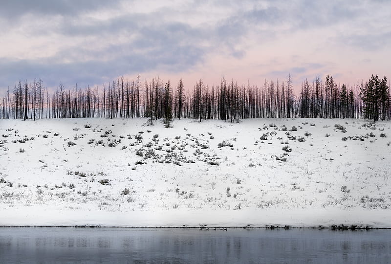 trees, winter, snow, hill, snowy, HD wallpaper