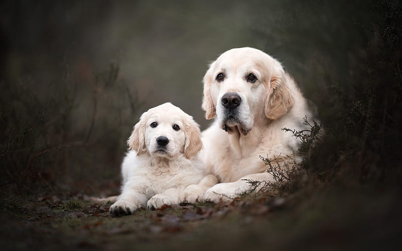 Labrador retriever, puppy and big dog, pets, cute animals, beige labradors, dogs, HD wallpaper