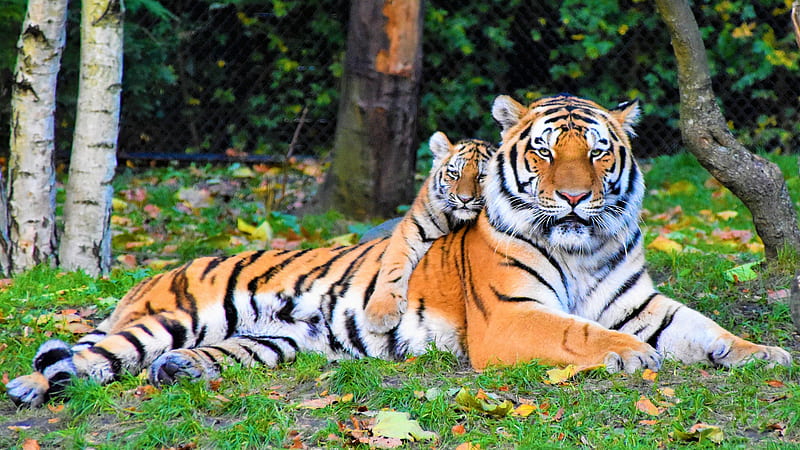 Cute Small Tiger Is Lying Up On Big Tiger During Daytime Animals, HD wallpaper
