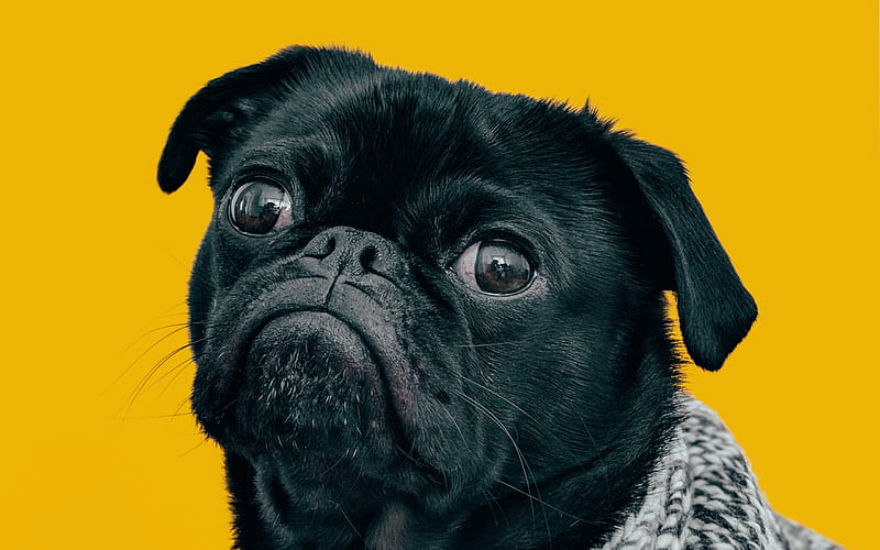 Pug Dog, muzzle, dogs, funny dog, cute animals, black pug, pets, Pug, HD wallpaper
