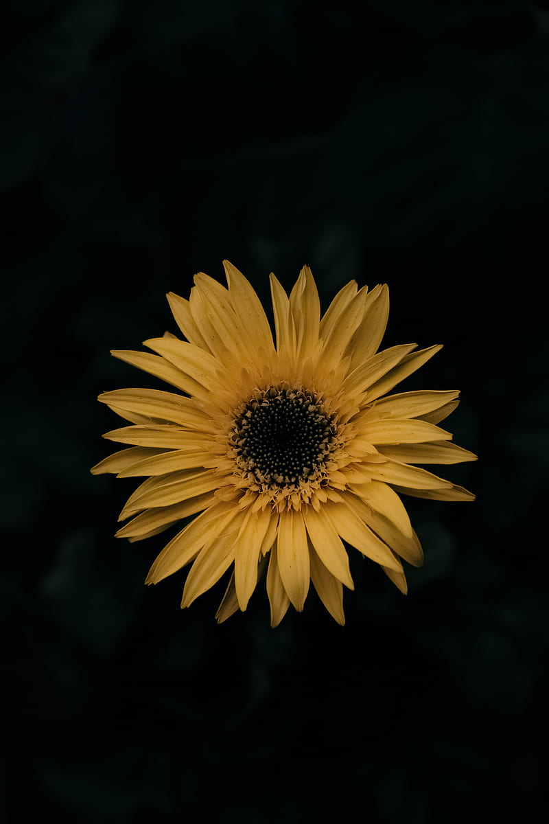 gerbera, flower, yellow, HD phone wallpaper