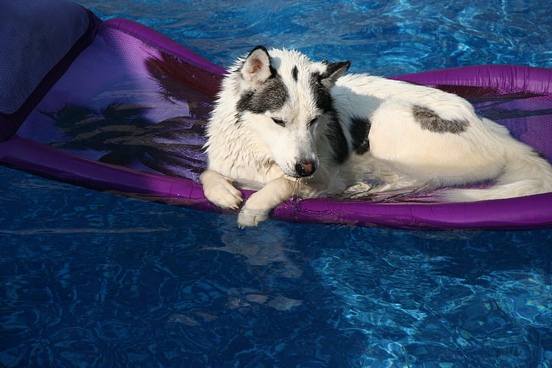Lazy Hot Summer Day, siberian, alaskan, husky, dog, HD wallpaper