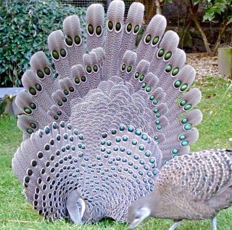 silver peacock, beauty, bird, tail, feathers, HD wallpaper