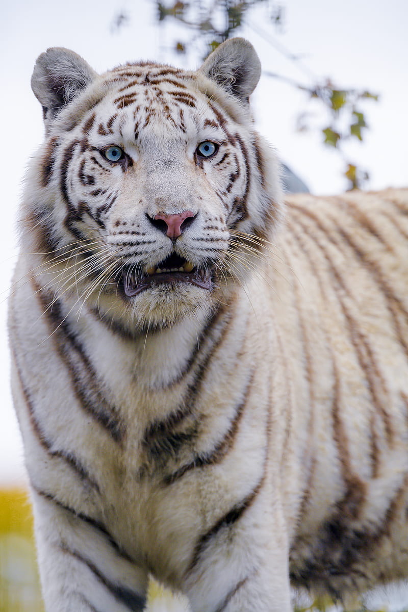 white tiger, tiger, predator, big cat, wild, HD phone wallpaper