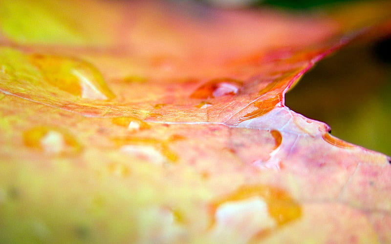 drops of water and leaves, HD wallpaper