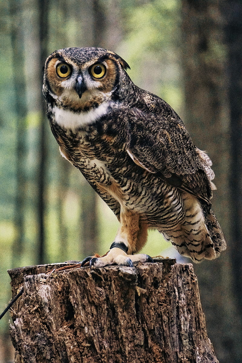 black and brown owl, HD phone wallpaper