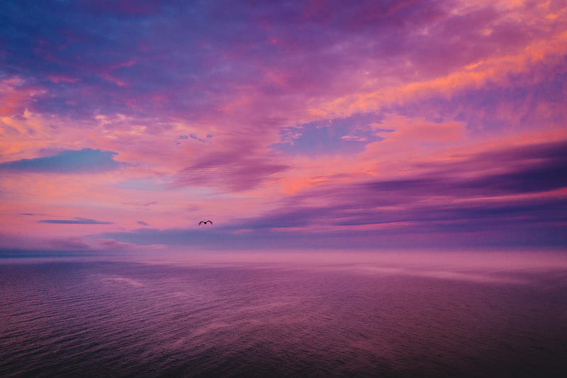 dusk, sea, bird, sky, bonito, HD wallpaper