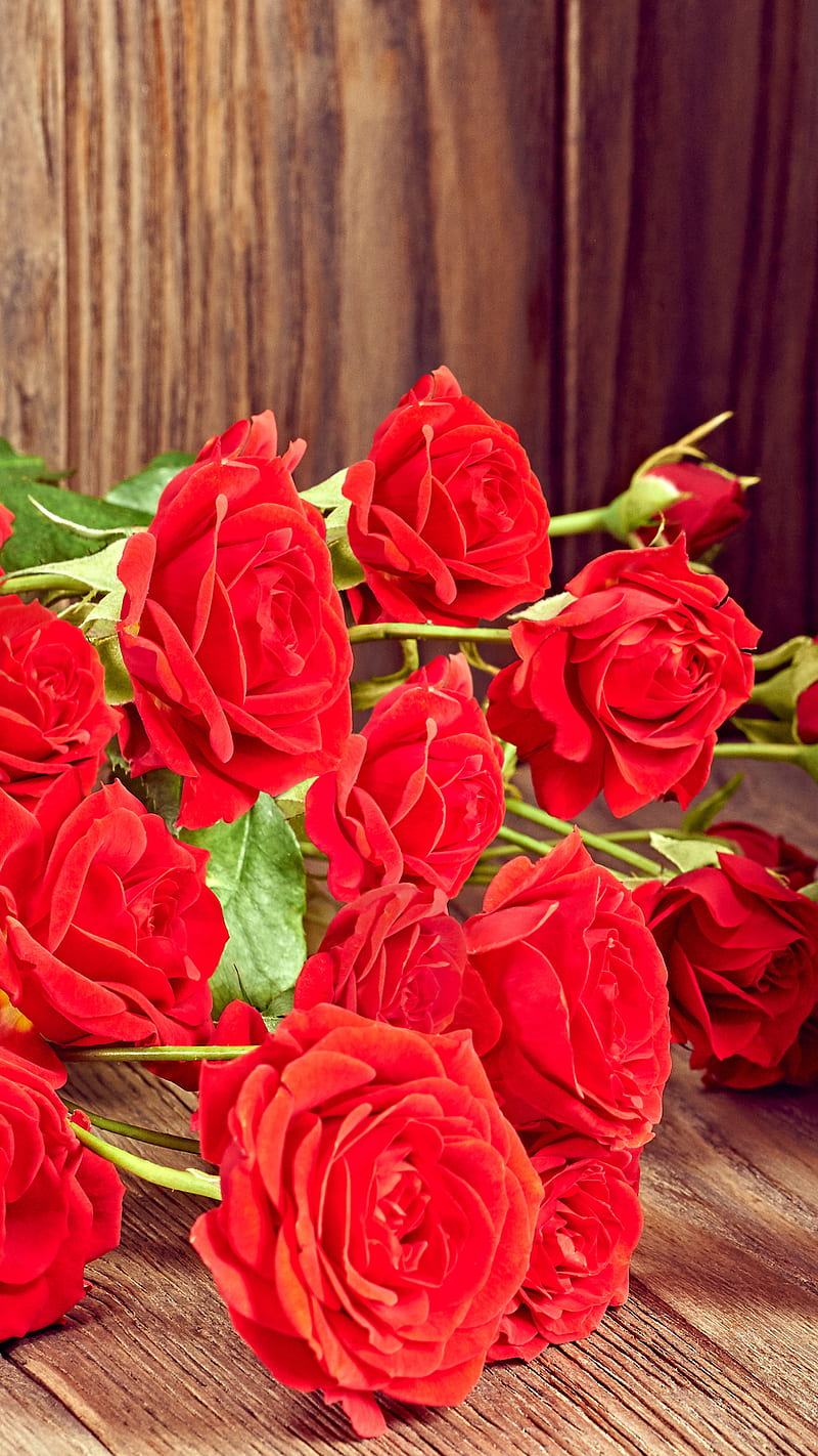 Red rose , flower, love, valentine's day, romantic, HD phone wallpaper