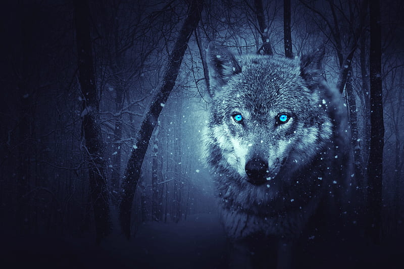 Fantasy Wolf , fantasy, wolf, artist, digital-art, HD wallpaper