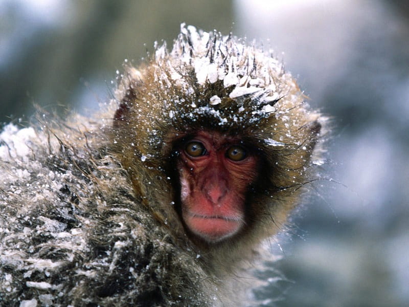 Its A Little Chilly, snow, winter, chill, snow monkey, HD wallpaper