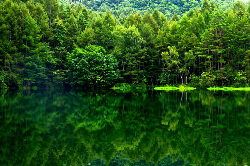 Green forest lake, forest, bonito, beautiful place, lake, water, green,  magical, HD wallpaper | Peakpx