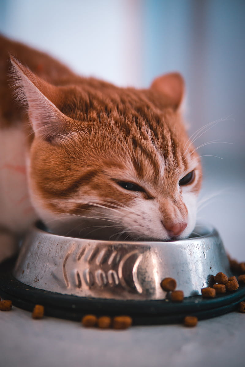 cat, bowl, food, muzzle, red, HD phone wallpaper