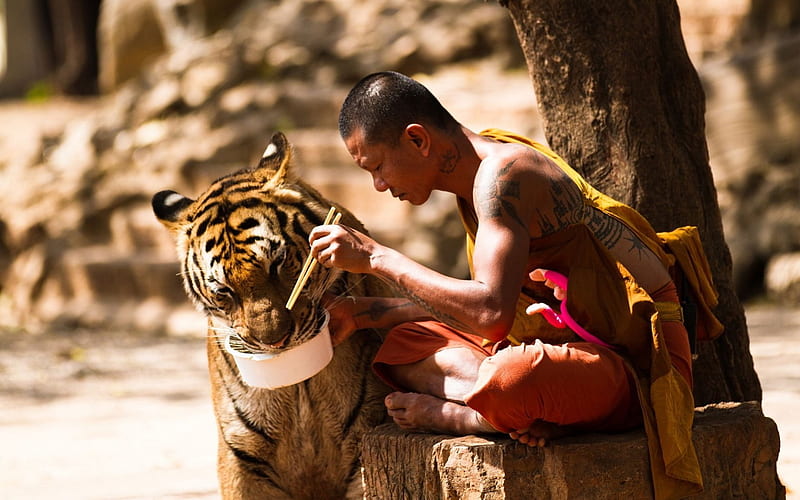 monk with tiger, monk, tree, tiger, cat, HD wallpaper