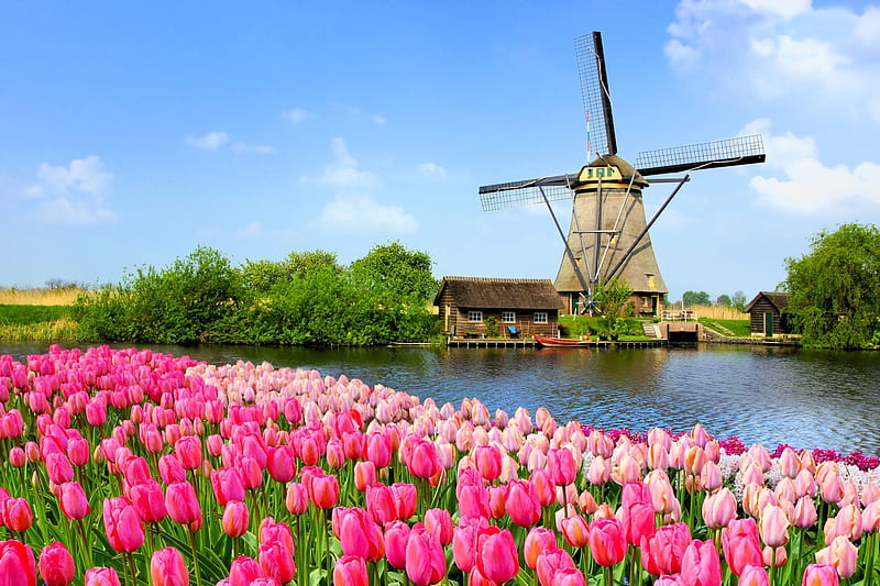 Holland windmill, bonito, spring, tulips, Netherland, windmill, mill, sky, lake, Holland, serenity, flowers, HD wallpaper
