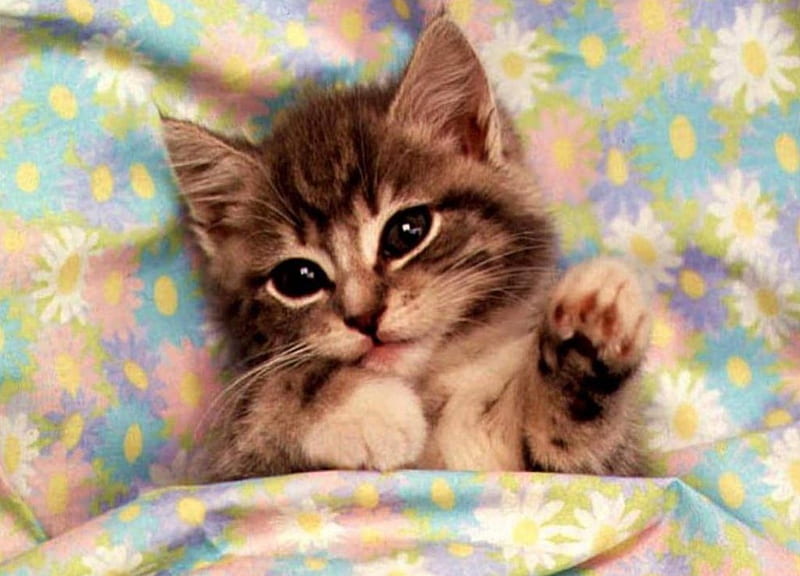 Snuggly Kitten, snuggling, blanket, cat, kitten, HD wallpaper