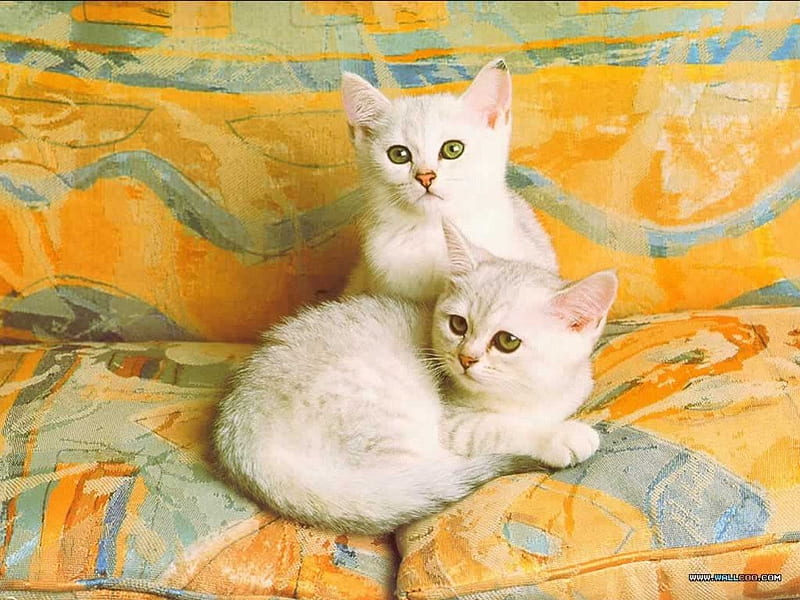 Two of a kind, white kittens, lounge cushions, cats, HD wallpaper