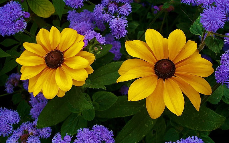 Flor amarilla y violeta, amarilla, girasol, violeta, Fondo de pantalla HD |  Peakpx