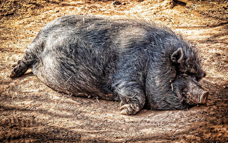 Large Black pig funny animals, Devon, Cornwall Black, Boggu, domestic pig, pets, sleeping pig, HD wallpaper