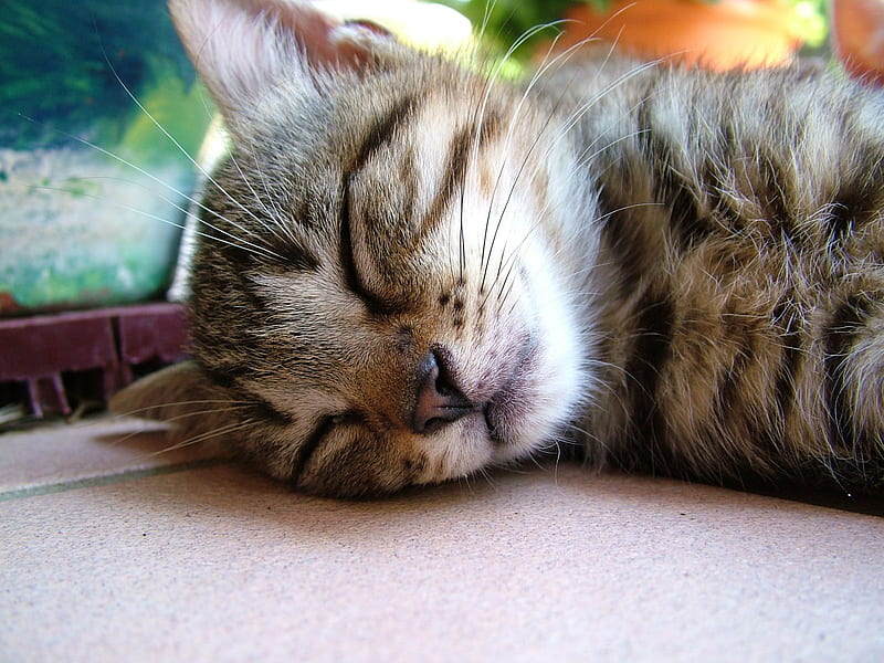 bonne sieste, jolie, chat, endormi, mignion, HD wallpaper