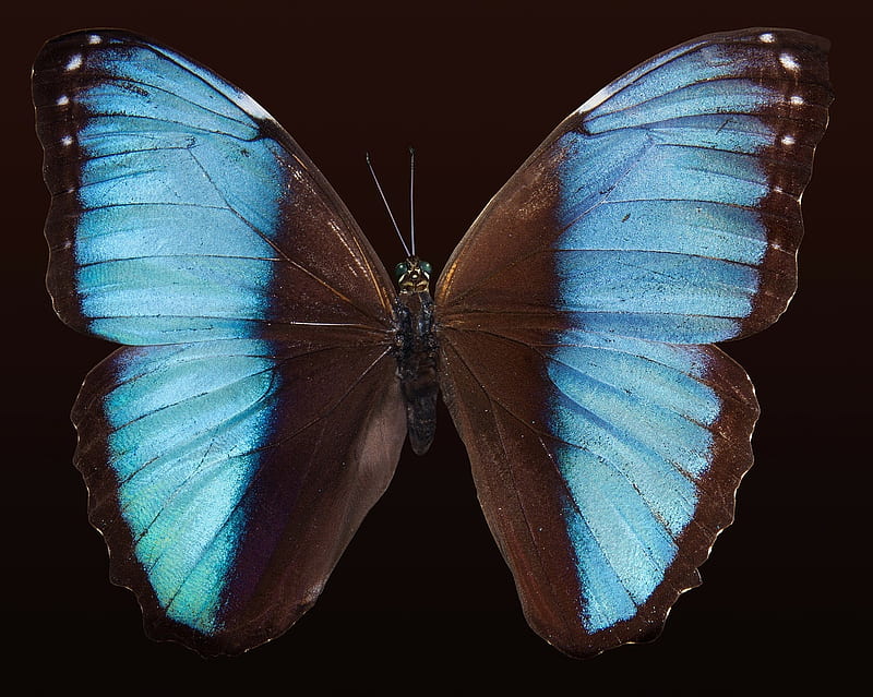 MORPHO, schmetterlinge, butterflies, morphos, blue, HD wallpaper
