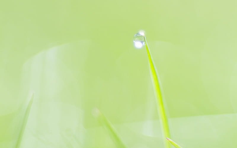 13 -Dewdrop on tip of grass blades-Dewdrop on Grass, HD wallpaper