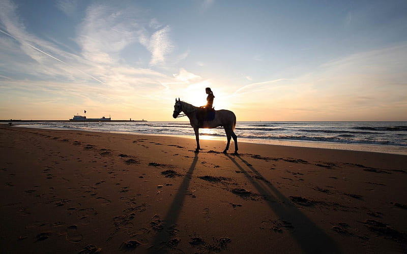 a horse ride on the beach-Amazing Horse theme, HD wallpaper