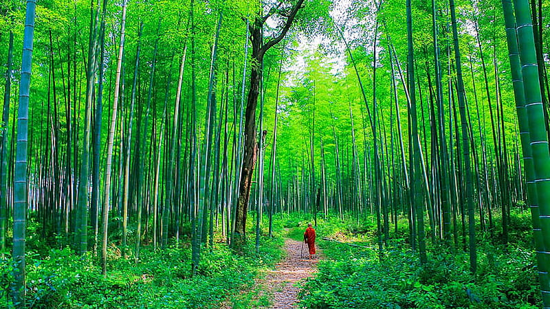 Man Is Walking On Path Between Bamboo Trees Forest Bamboo, HD wallpaper