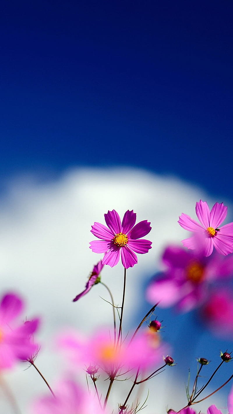 Flores, flores hermosas, Fondo de pantalla de teléfono HD | Peakpx