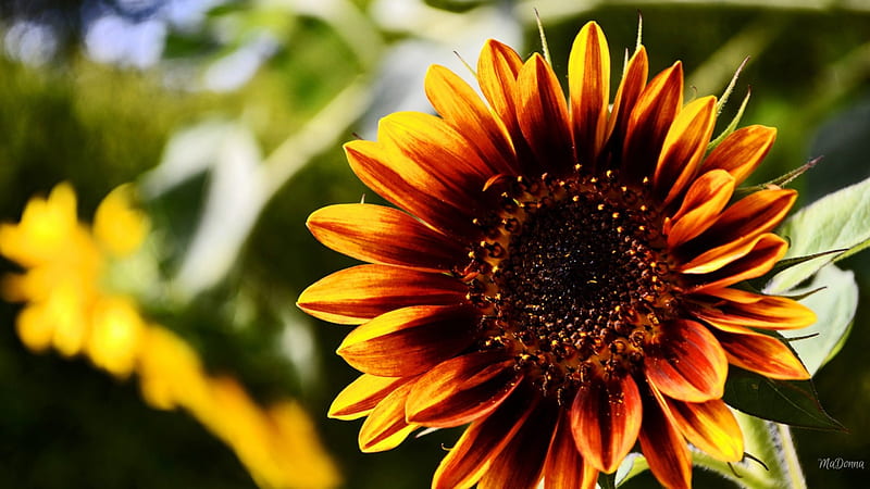 Bright Sunflower, fall, autumn, flower, summer, sunflower, HD wallpaper