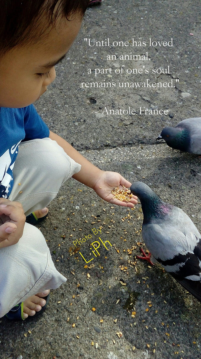Animal Love, children, dove, anatole france, inspiration, quotes, pigeon, pigeons, birds, HD phone wallpaper