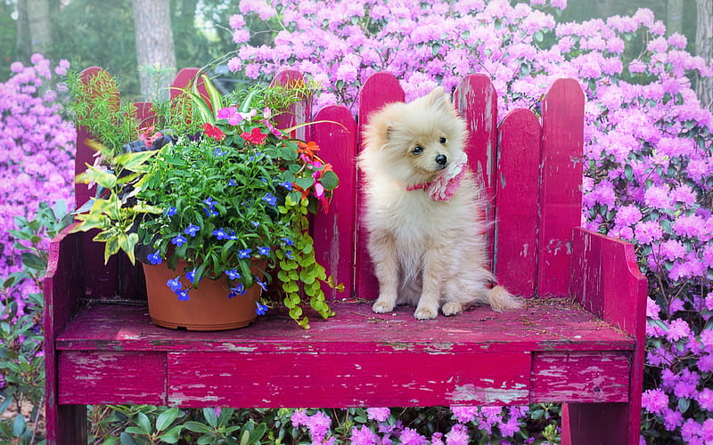 Chihuahua dogs, fluffy chihuahua, flowers, cute animals, pets, Chihuahua Dog, HD wallpaper
