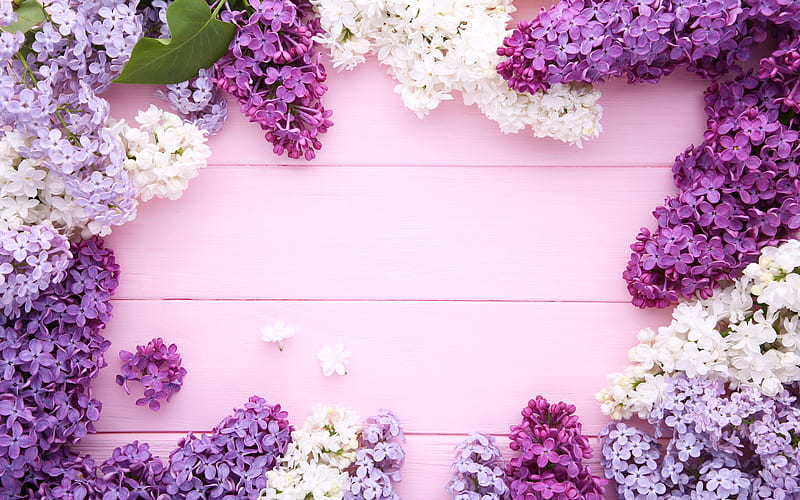 Frame with lilacs, purple wood background, white lilac, flower frame, Lilac frame, HD wallpaper